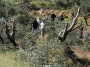 مستعمرون يقطعون أشجارا في كفر نعمة غرب رام الله