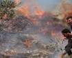 إحراق محاصيل زراعية جنوب الخليل