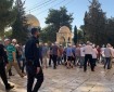 عشرات المستوطنين يقتحمون الأقصى ويؤدون طقوسا تلمودية في باحاته