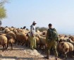مستوطنون يسرقون أغنامًا ويعتدون على أصحابها بنابلس