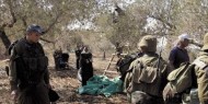 جائحة كورونا لم تكبح جماح جرائم المستوطنين في موسم قطاف الزيتون
