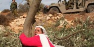 الاحتلال يقتلع 400 شتلة زيتون غرب بيت لحم