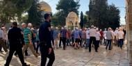 855 مستوطنا اقتحموا ساحات المسجد الأقصى خلال الأسبوع الماضي