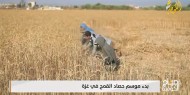 بدء موسم حصاد القمح في غزة