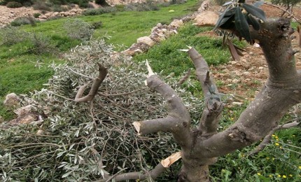مستوطنون يقطعون عشرات أشجار الزيتون في أراضي المنيا جنوب بيت لحم