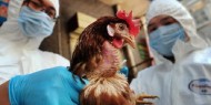 وزارة الزراعة تشدد الإجراءات الوقائية بعد تفشي "انفلونزا الطيور" في الداخل المحتل