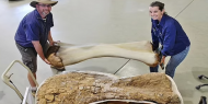 بالصور|| الكشف عن عظام أحد أكبر ديناصورات العالم
