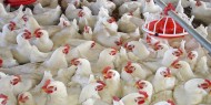 " الاقتصاد" تحدد السقف الأعلى لسعر كيلوغرام الدجاج بـ15 شيقل