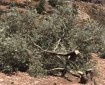 الاحتلال يقتلع 600 شجرة زيتون ويخرّب 20 خزان مياه في ترقوميا شمال الخليل